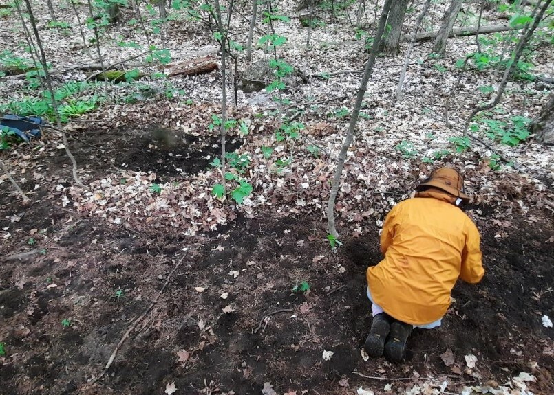 Biologiste faisant la plantation d’ail des bois en forêt