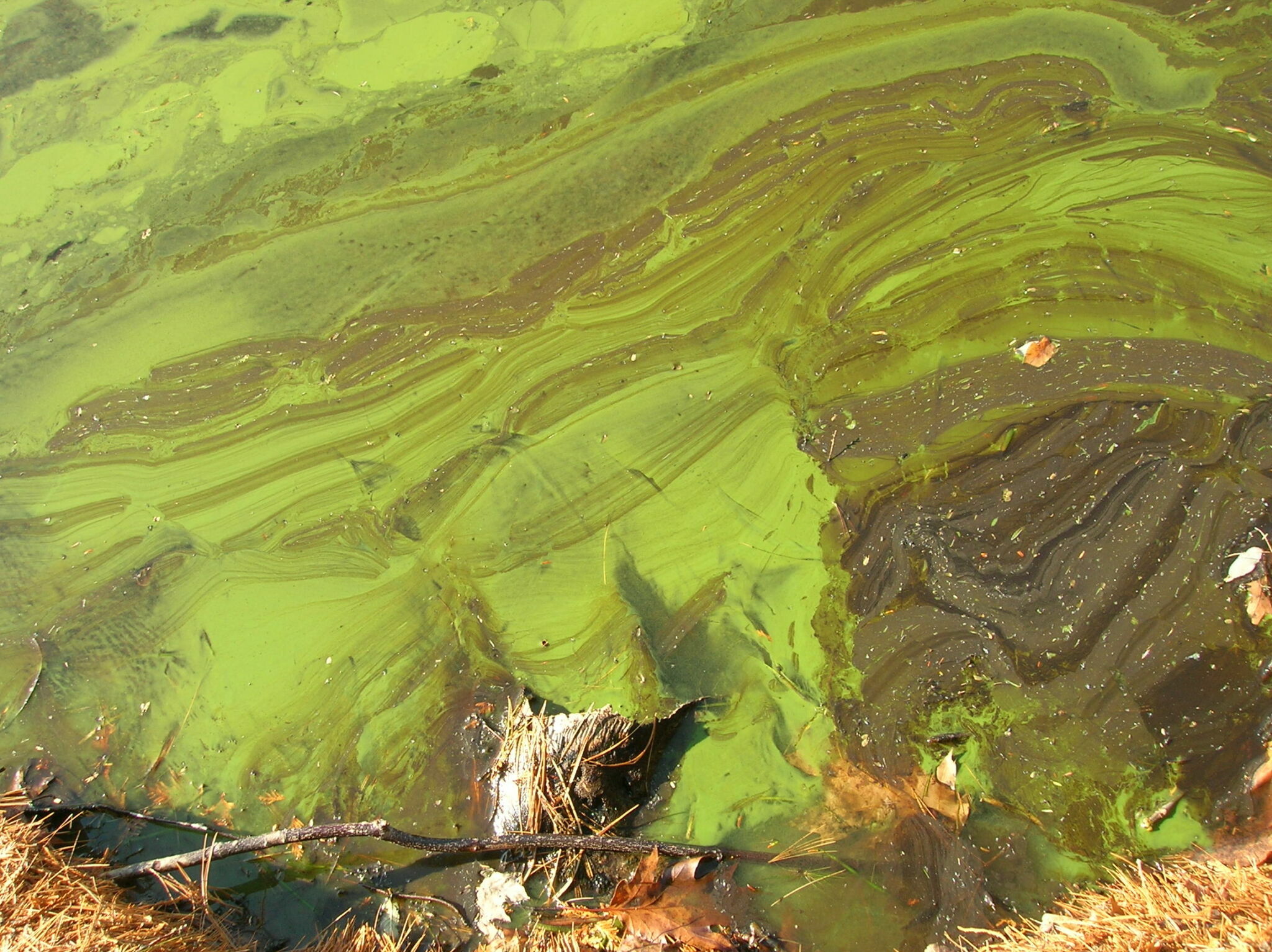 Fleur d’eau d’algues bleu-vert à la surface d’un lac.