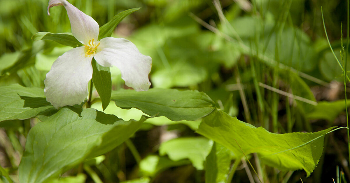 Parc de la Gatineau