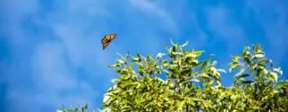 Rebuilding pollinator habitats