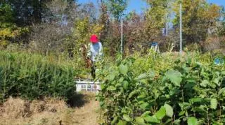 20,000 Trees Planted in Meech Creek Valley