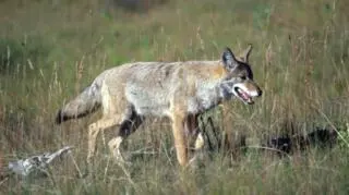 How to coexist with coyotes