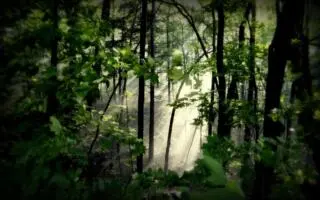 The NCC Forest Strategy