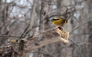 Birdwatching etiquette