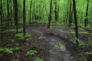 Managing unofficial trails in Gatineau Park