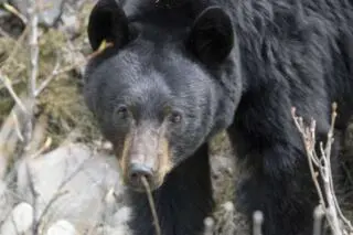 Bear safety tips