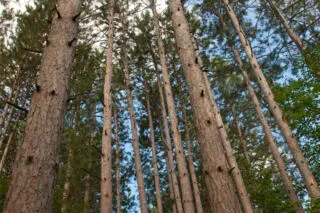 La Pinède