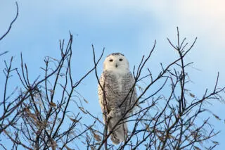 Winter Visitors to the National Capital Greenbelt