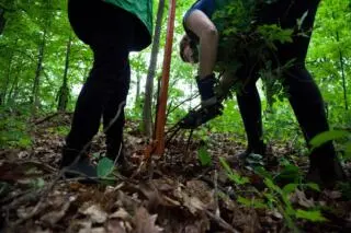 Invasive exotic plants: what we're doing and how you can help