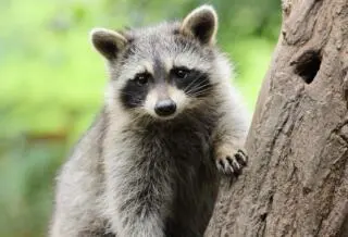 How to help keep raccoons away from your campsite