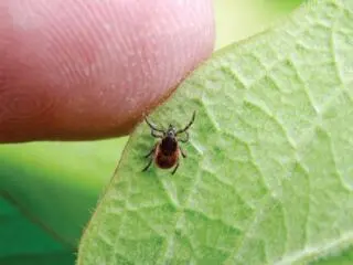 Ticks: How to enjoy the outdoors safely