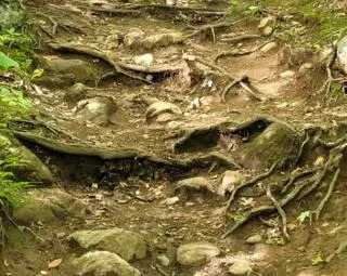 Réfection du sentier des Loups dans le parc de la Gatineau