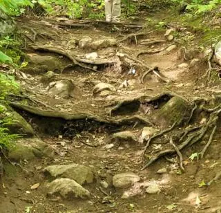 Wolf Trail Rehabilitation in Gatineau Park