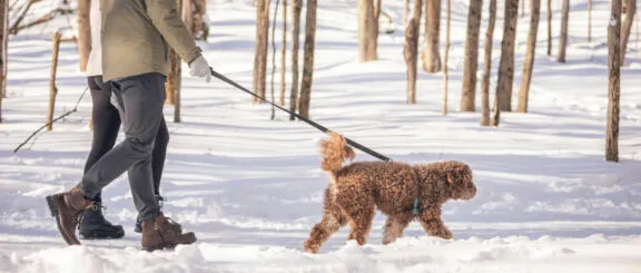 Dog walking in winter.