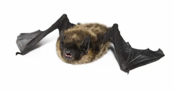 The little brown myotis