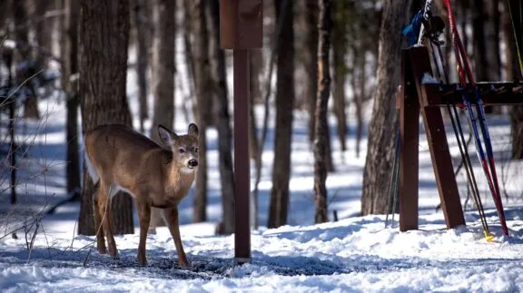 White-tailed deer