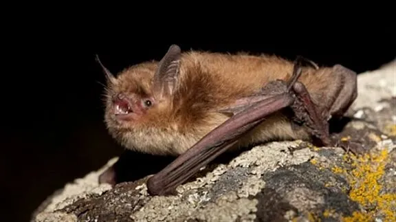 The northern myotis, source: Jared Hobbs