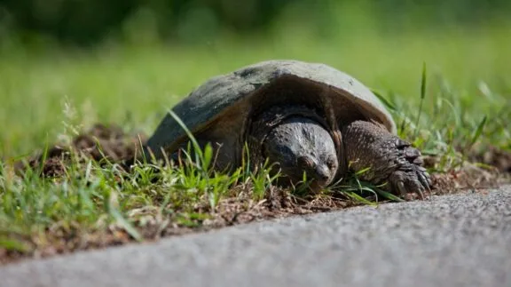 Tortue sur le point de traverser une route, dans le parc de la Gatineau