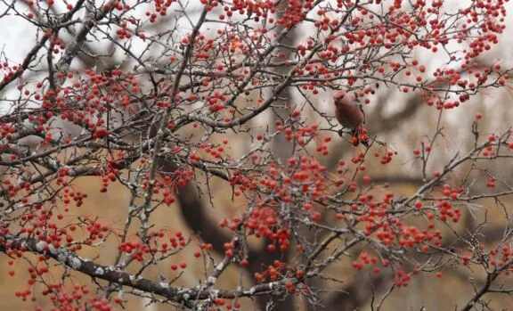 Pine Grosbeak