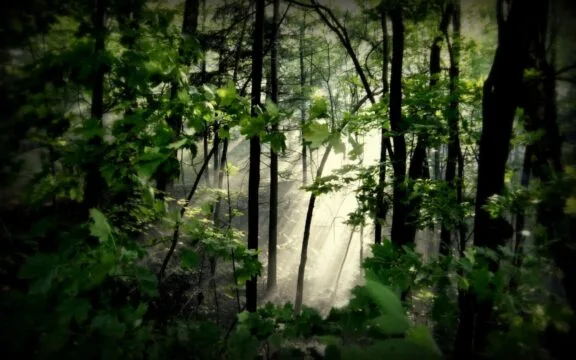 La stratégie sur les forêts de la CCN