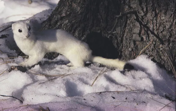 Marten White Snow V2