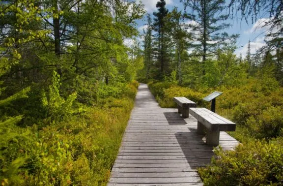 Deux bancs en bois situés le long d’un trottoir de bois sans garde-corps. Une tourbière entoure le trottoir et l’aire de repos.