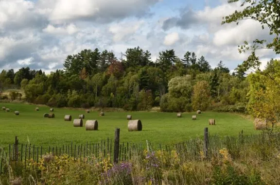 Des balles de foin dans un champs de la vallée du ruisseau Meech