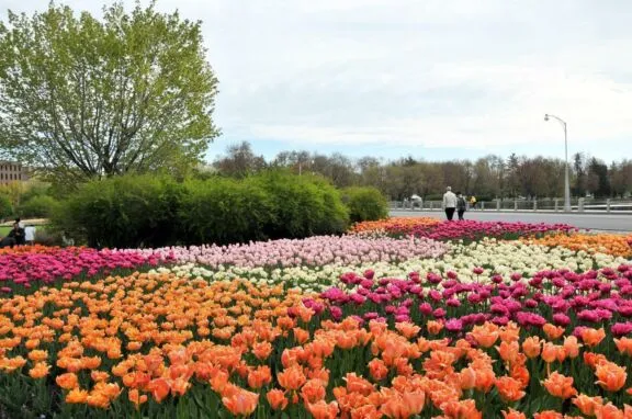 Des tulipes orange vif, roses et crème dans un parterre bordé par le parc des Commissaires et la promenade de la Reine-Élizabeth.