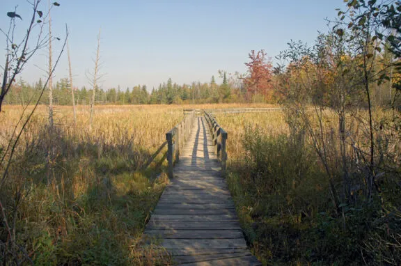 Sentier des Pins-Gris