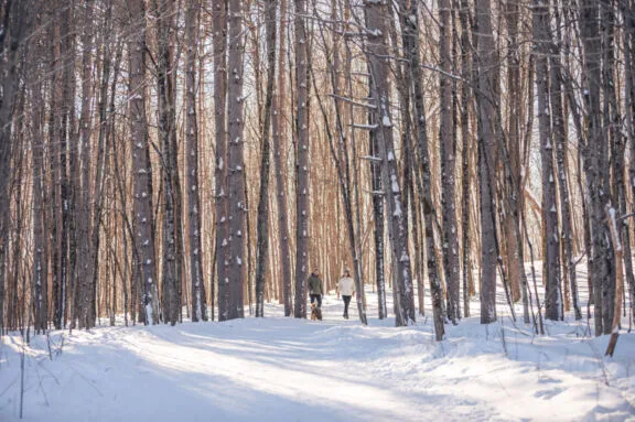Une scène hivernale du parc de la Gatineau