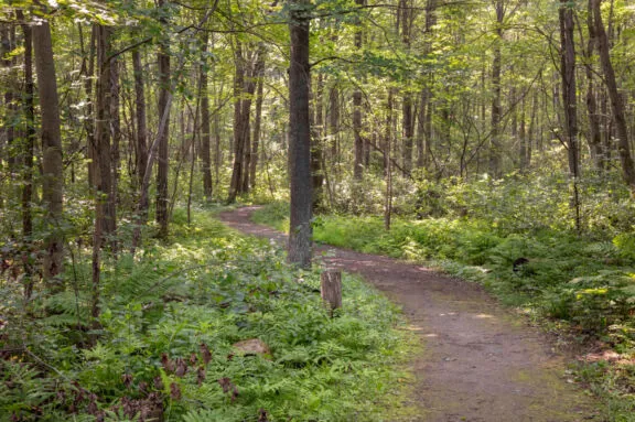 Un sentier en gravier plat entouré d’une forêt de feuillus.