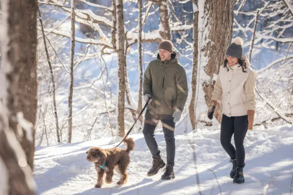 Dog walking in winter.
