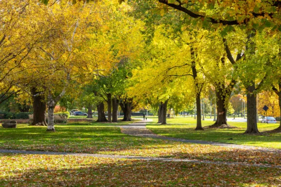 A clearing covered in fallen leaves in fall, with a ray of sunlight seen through the mature trees.