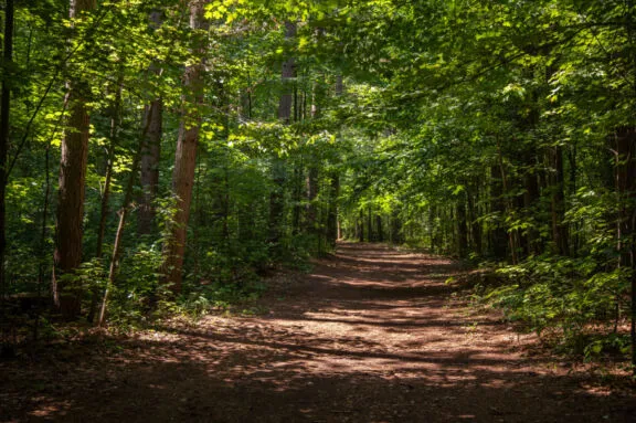 Wide, hard-packed soil trail through a forest.