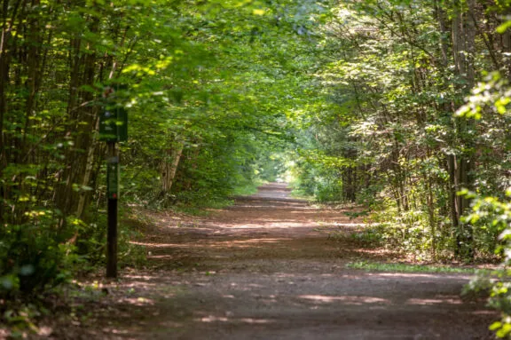 Wide, hard-packed soil trail through a forest.