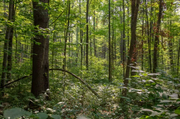 Trees in a deciduous forest.