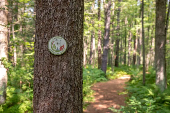 A large tree in the foreground of a deciduous forest, with a path winding through.