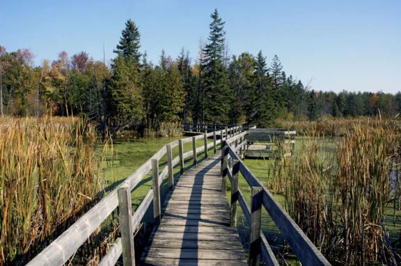 Greenbelt Trail Jack Pine Scenic Fall Wooden Path Water HRN 0539