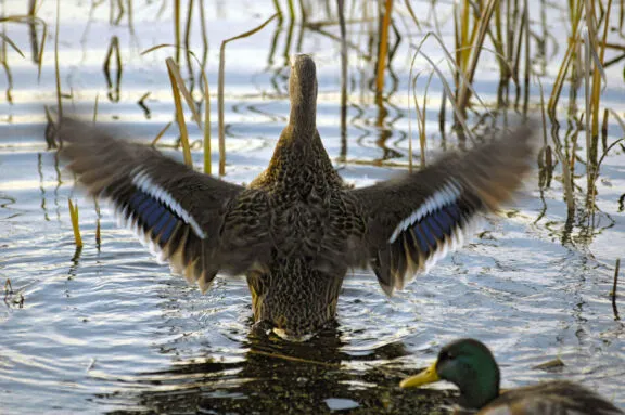 Wildlife Bird Duck Greenbelt Jack Pine Trail Water HRN 0637