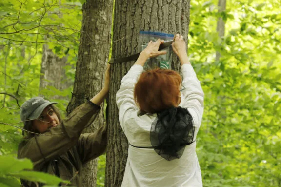 Lilli et sa superviseure, Rachel Buxton, installent des appareils d’enregistrement acoustique sur un arbre du parc de la Gatineau.