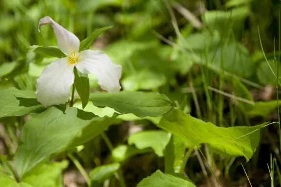 Gatineau Park
