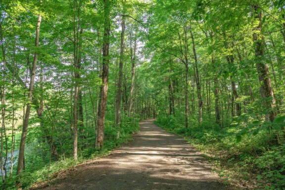 Couvert forestier du sentier de la Sucrerie