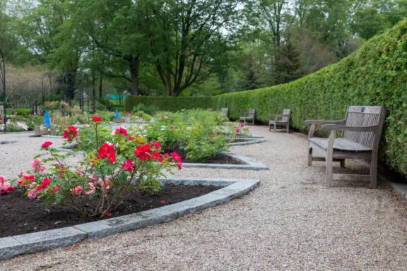 Wooden benches against a cedar hedge, facing flower beds with pink and red roses.