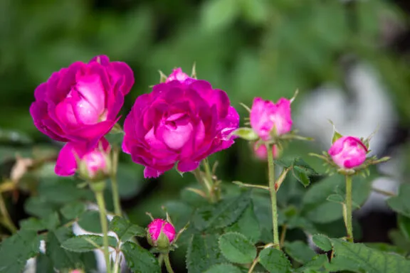 Bright pink roses