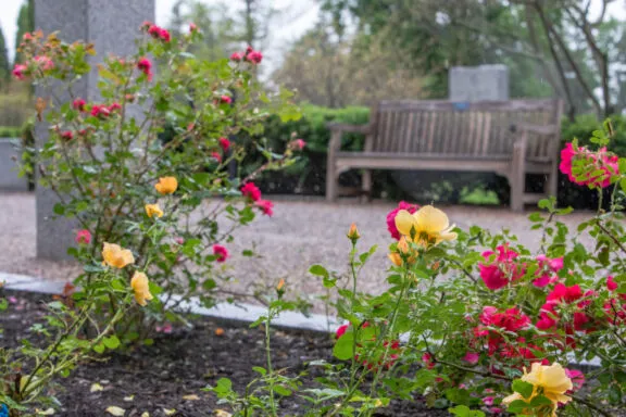 Bright pink and yellow roses in the foreground, and a bench in the background.