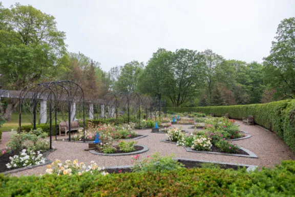 Flower beds with roses in different shades of white, yellow, pink and red, surrounded by a cedar hedge, marble columns and mature trees.