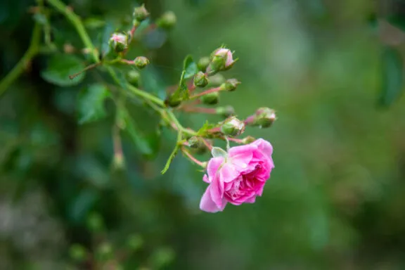Bright pink roses