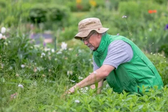 NCC volunteer gardening at Maplelawn Garden