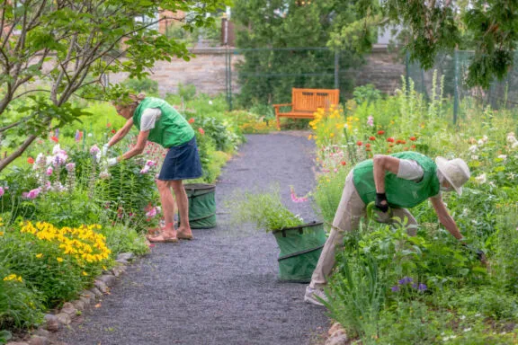 Jardinières bénévoles désherbant le jardin de Maplelawn