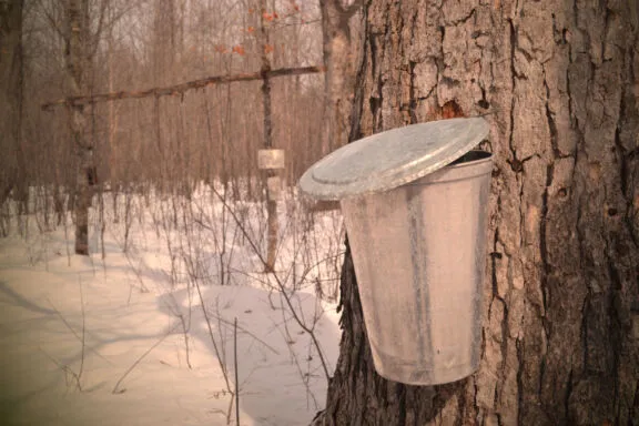 Tapping the sap from a maple tree at a sugar bush